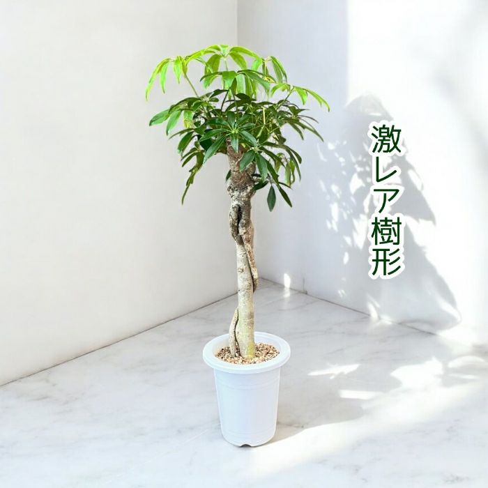 観葉植物現品販売