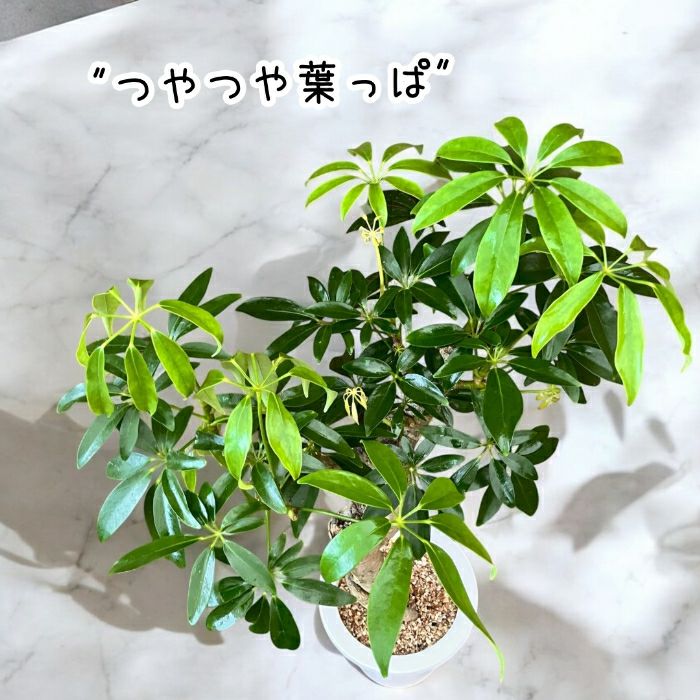観葉植物現品販売