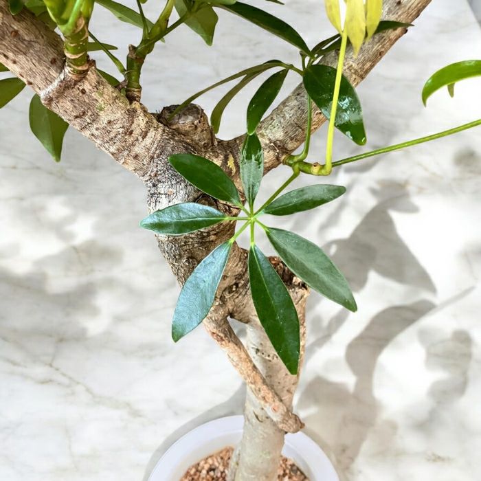 観葉植物現品販売