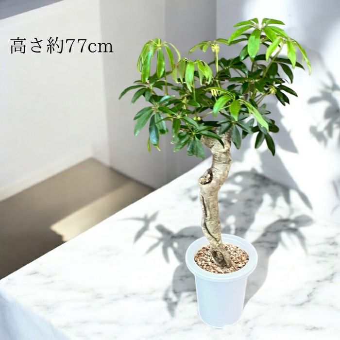 観葉植物現品販売