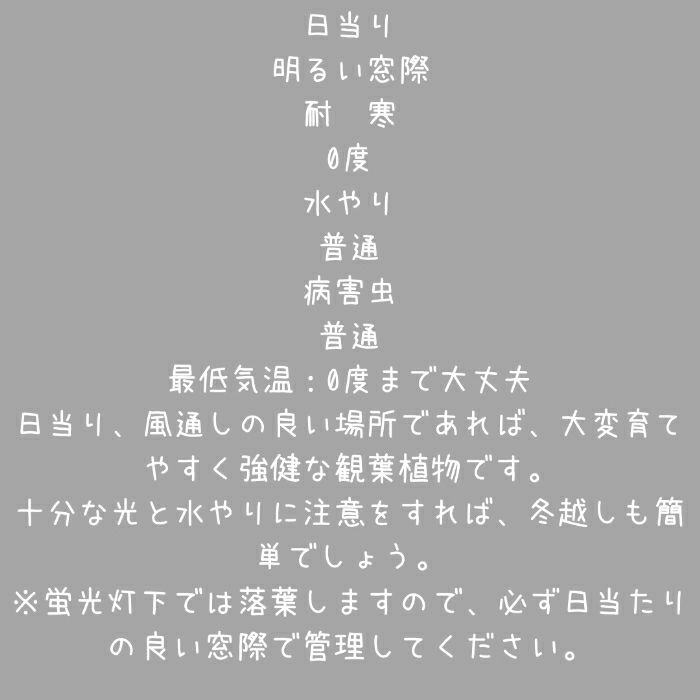 観葉植物現品販売