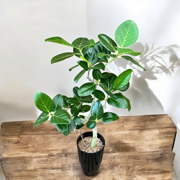 観葉植物現品販売