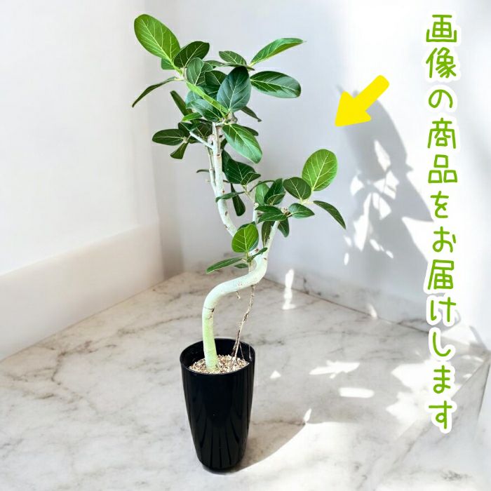 観葉植物現品販売