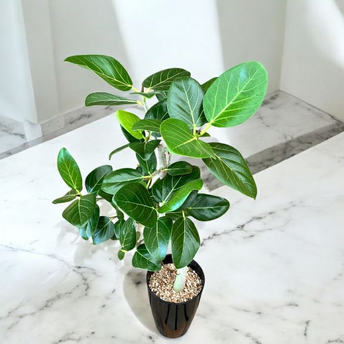 観葉植物現品販売