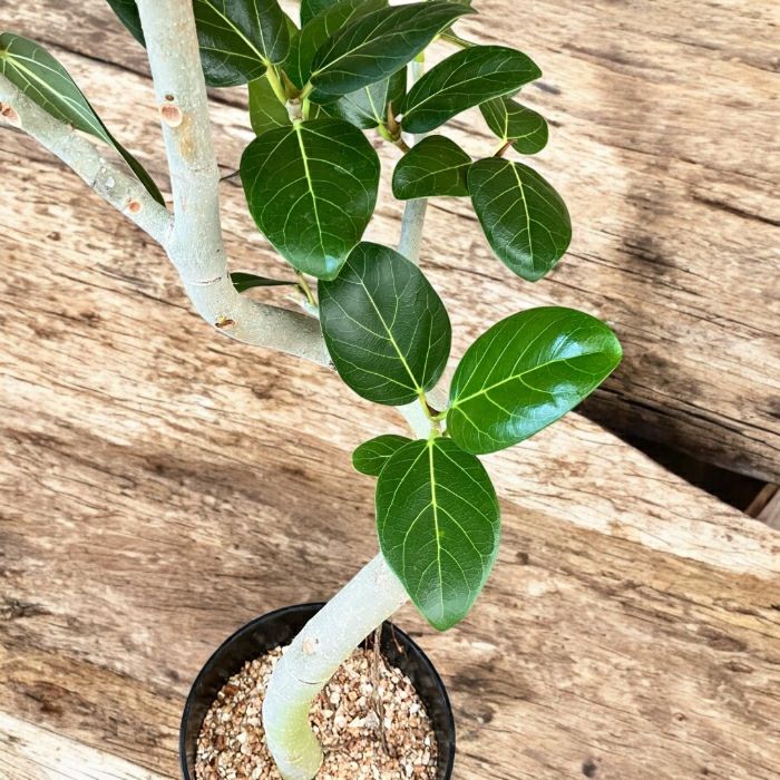 観葉植物現品販売