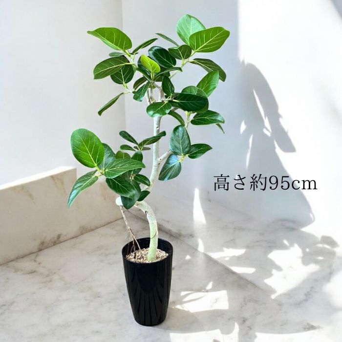 観葉植物現品販売