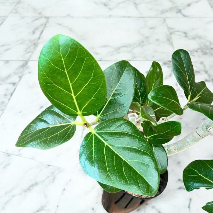 観葉植物現品販売