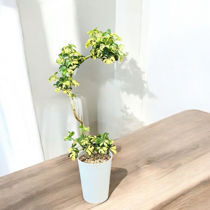 観葉植物現品販売