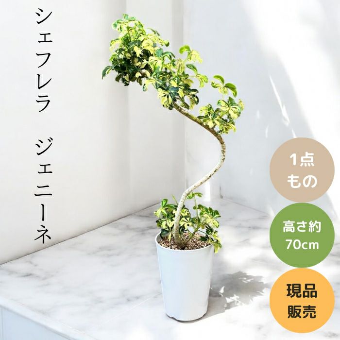 観葉植物現品販売