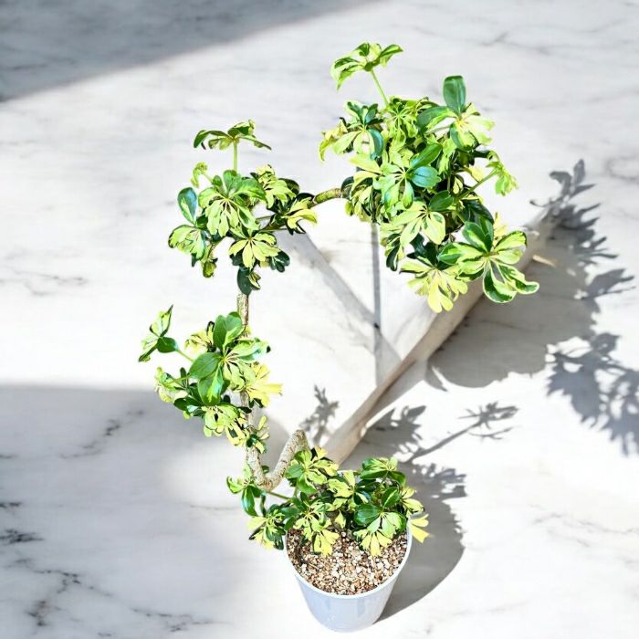 観葉植物現品販売