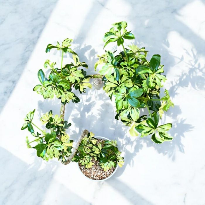 観葉植物現品販売