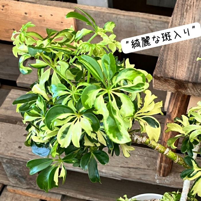 観葉植物現品販売