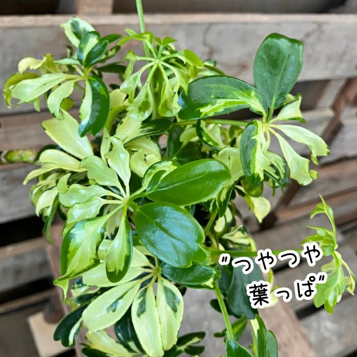 観葉植物現品販売