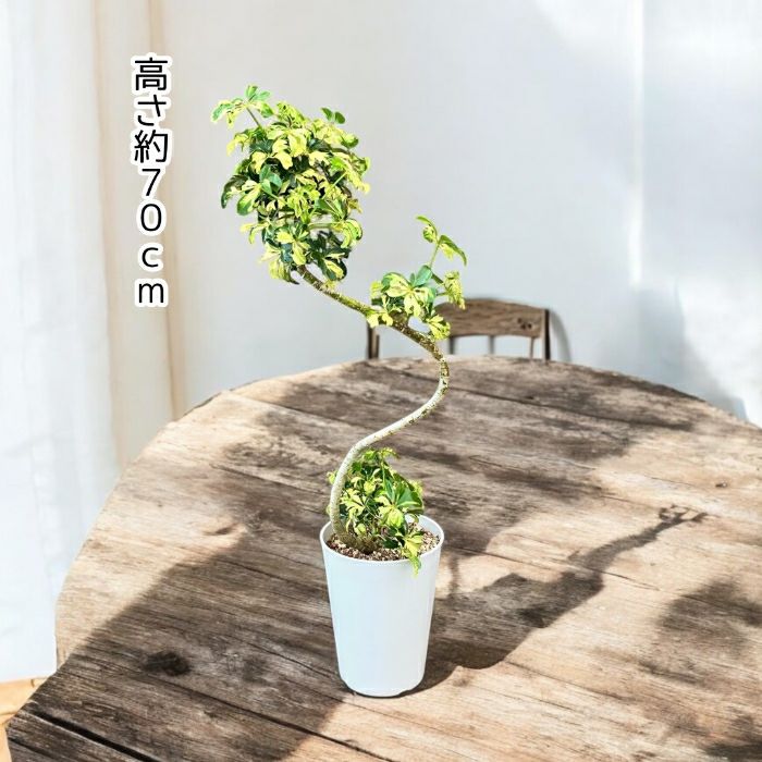 観葉植物現品販売