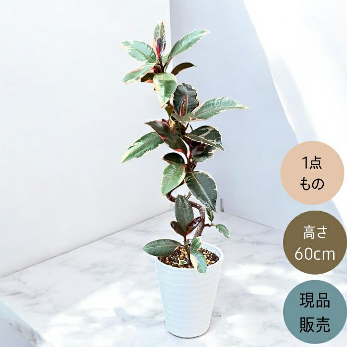 観葉植物現品販売