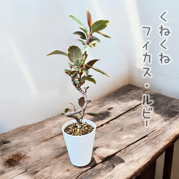 観葉植物現品販売