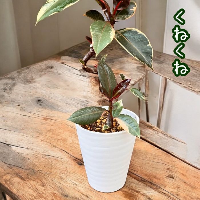 観葉植物現品販売