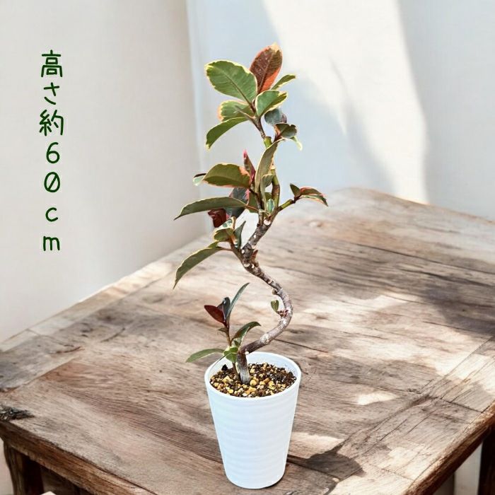 観葉植物現品販売