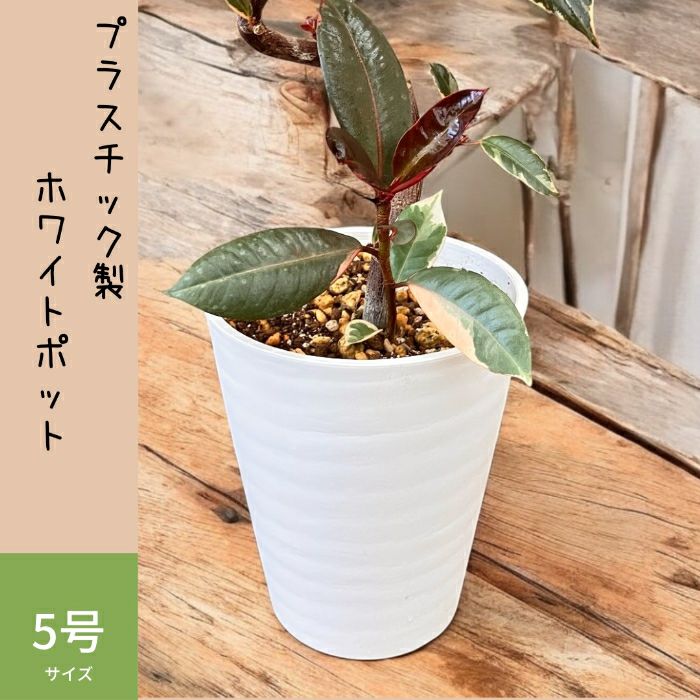 観葉植物現品販売