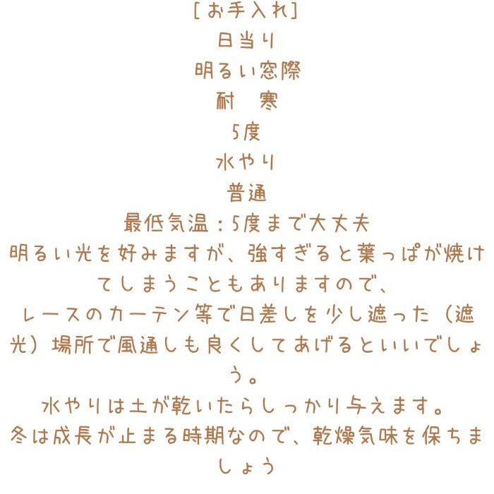 観葉植物現品販売