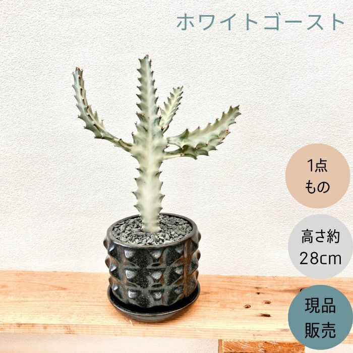 観葉植物現品販売