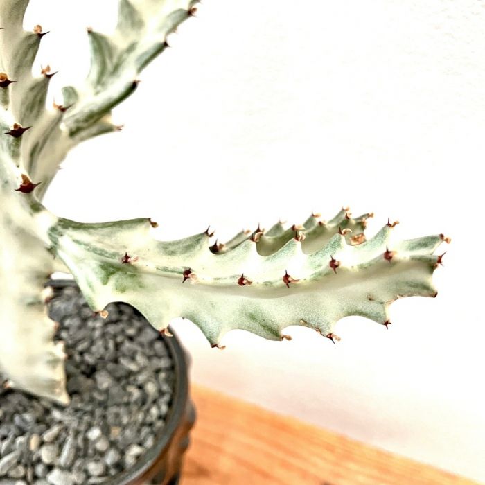 観葉植物現品販売