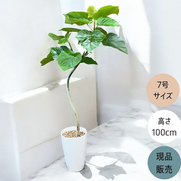 観葉植物現品販売