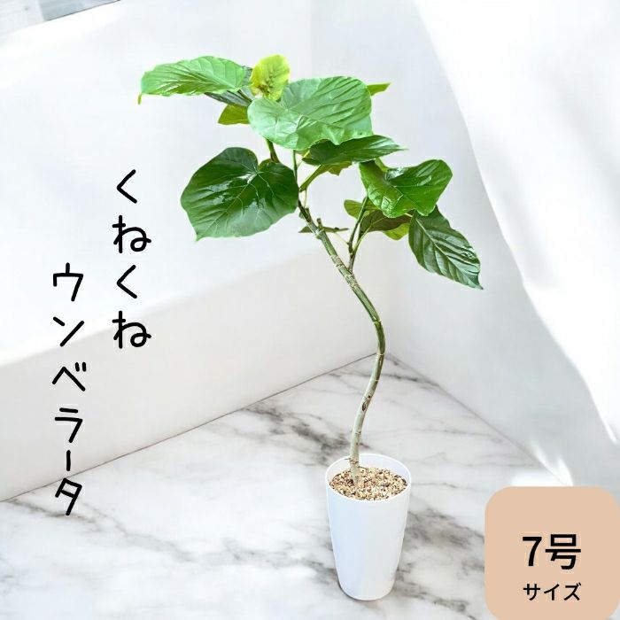 観葉植物現品販売