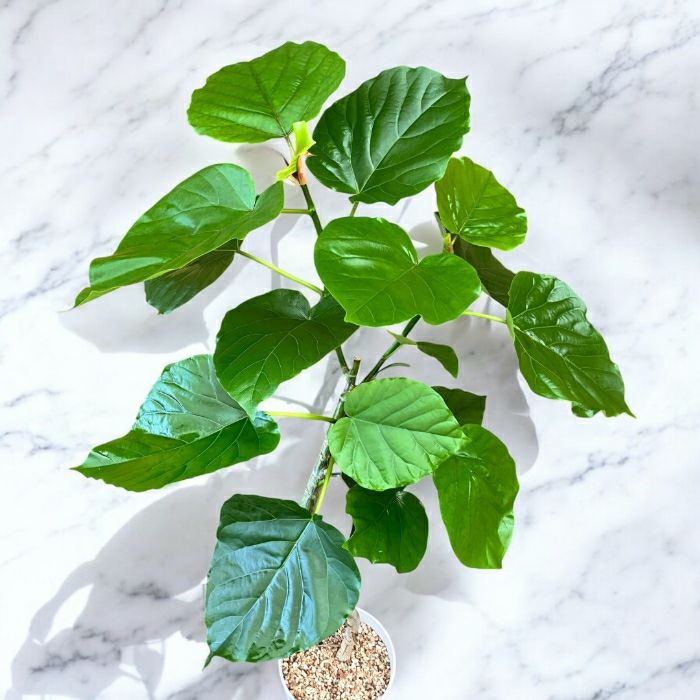 観葉植物現品販売