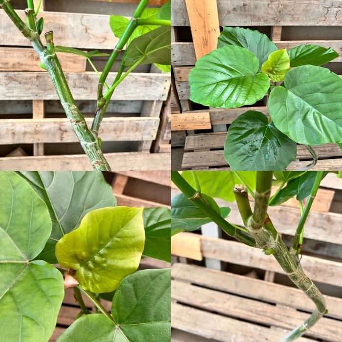 観葉植物現品販売