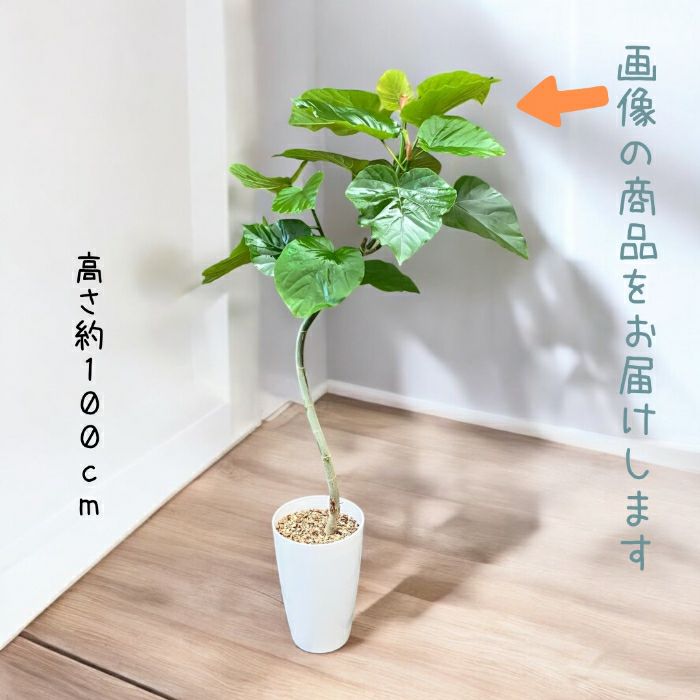 観葉植物現品販売