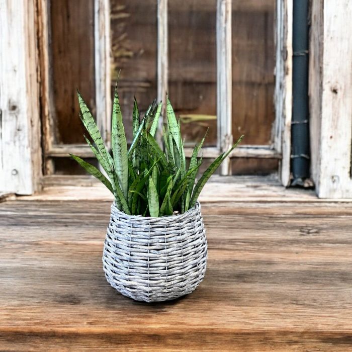 観葉植物現品販売