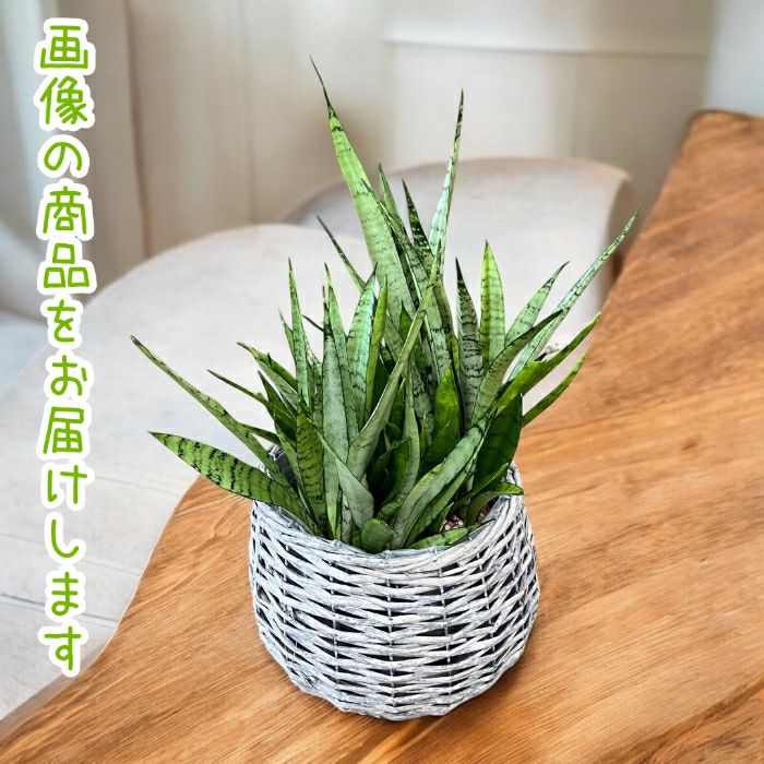観葉植物現品販売