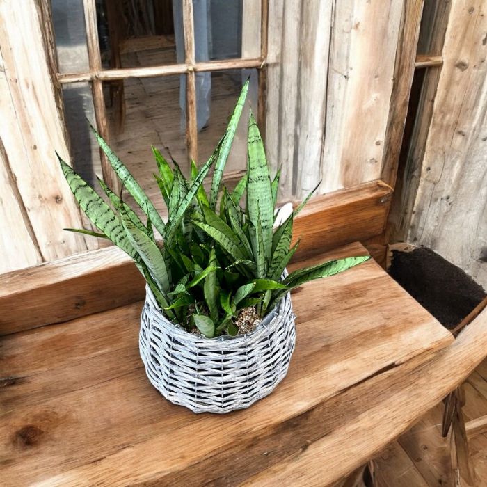 観葉植物現品販売