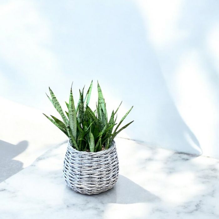 観葉植物現品販売