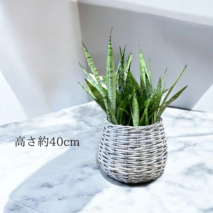 観葉植物現品販売