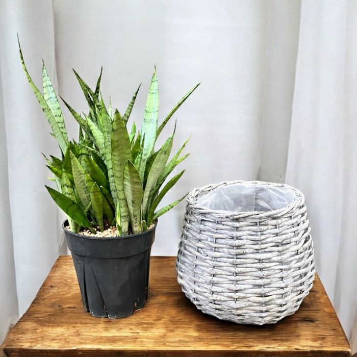 観葉植物現品販売