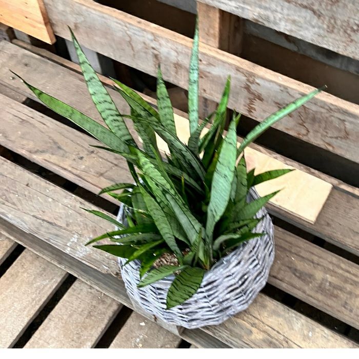 観葉植物現品販売