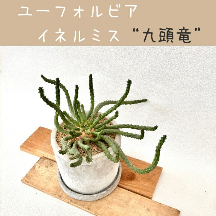 観葉植物現品販売