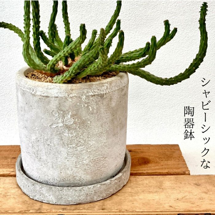 観葉植物現品販売