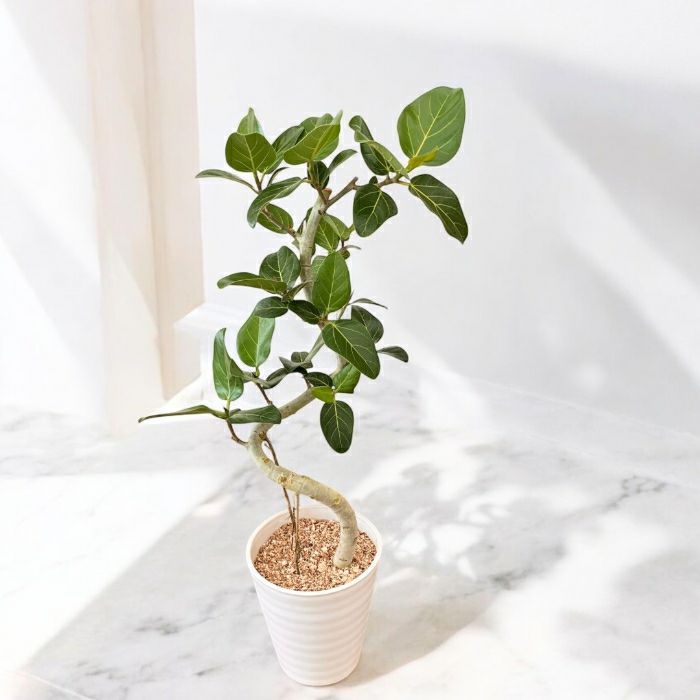 観葉植物現品販売