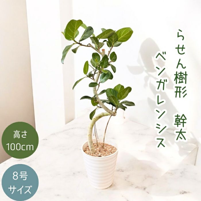 観葉植物現品販売