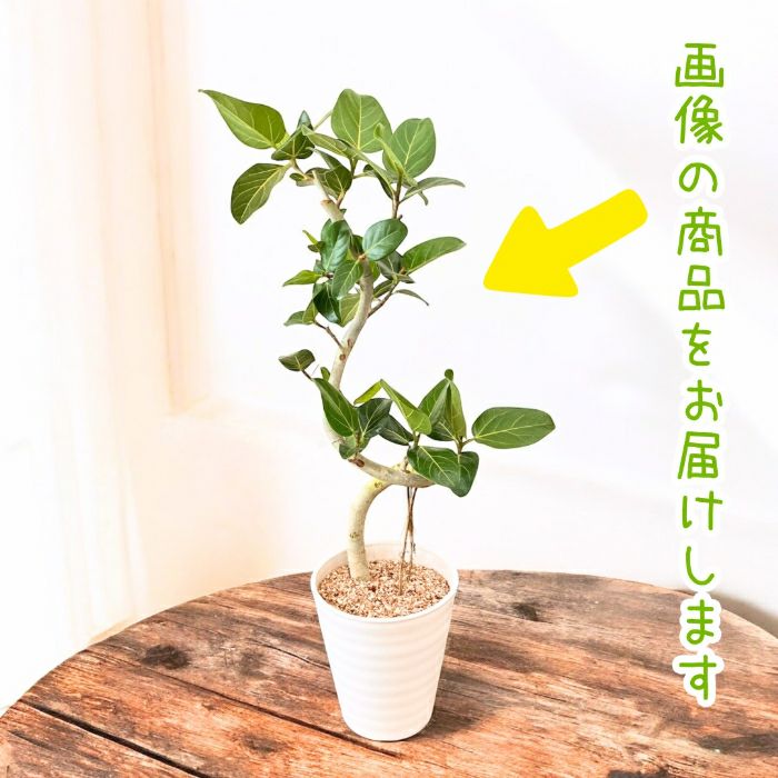 観葉植物現品販売