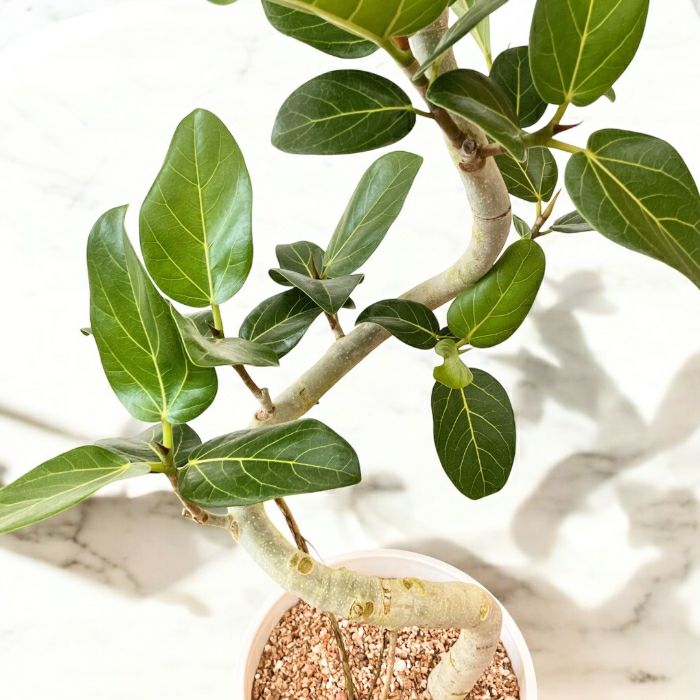 観葉植物現品販売