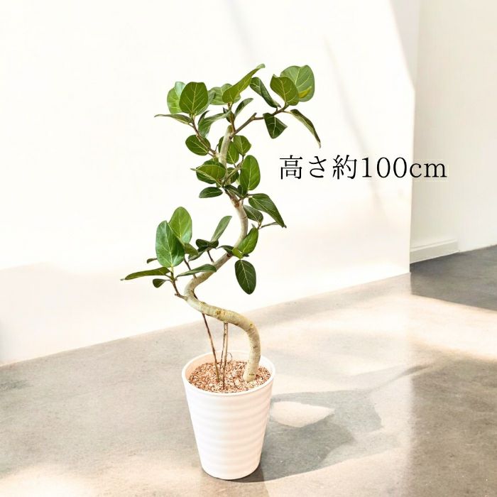 観葉植物現品販売