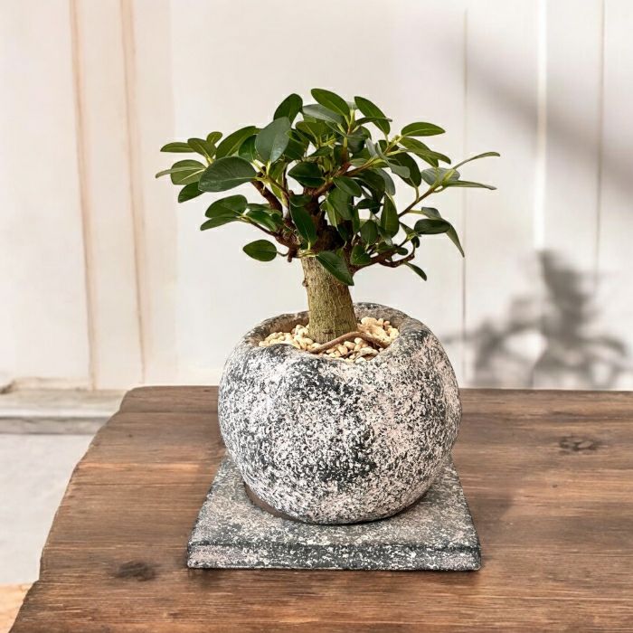 観葉植物現品販売