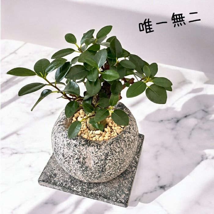 観葉植物現品販売