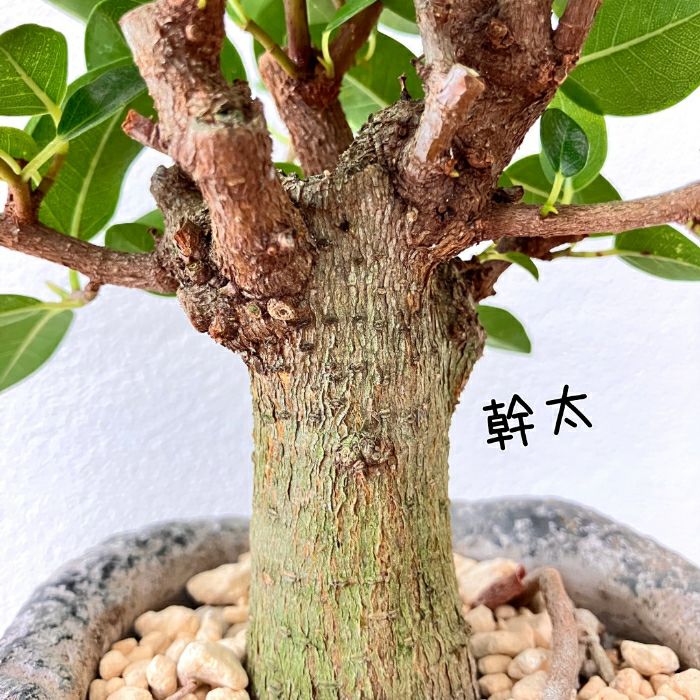 観葉植物現品販売