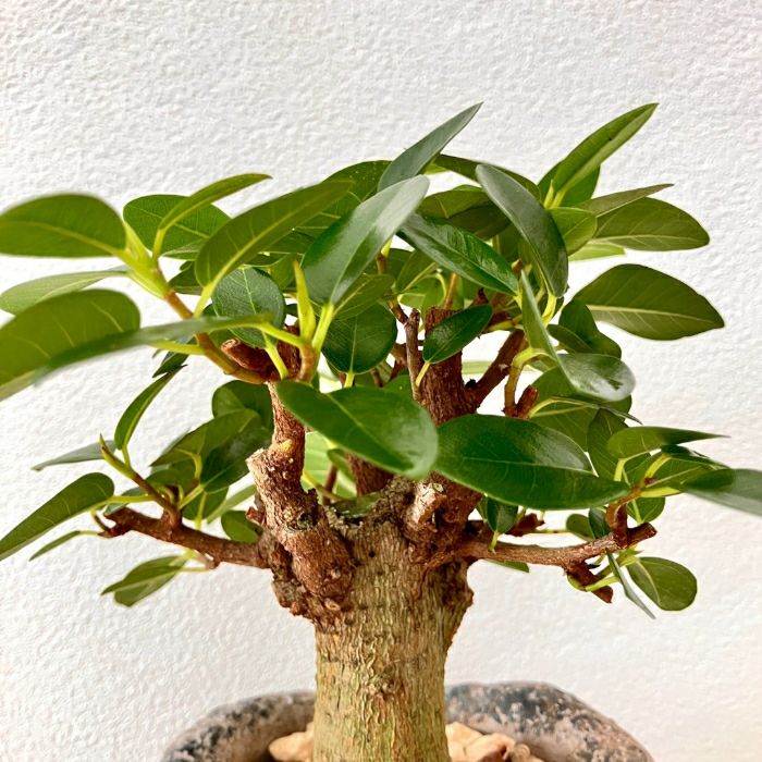 観葉植物現品販売