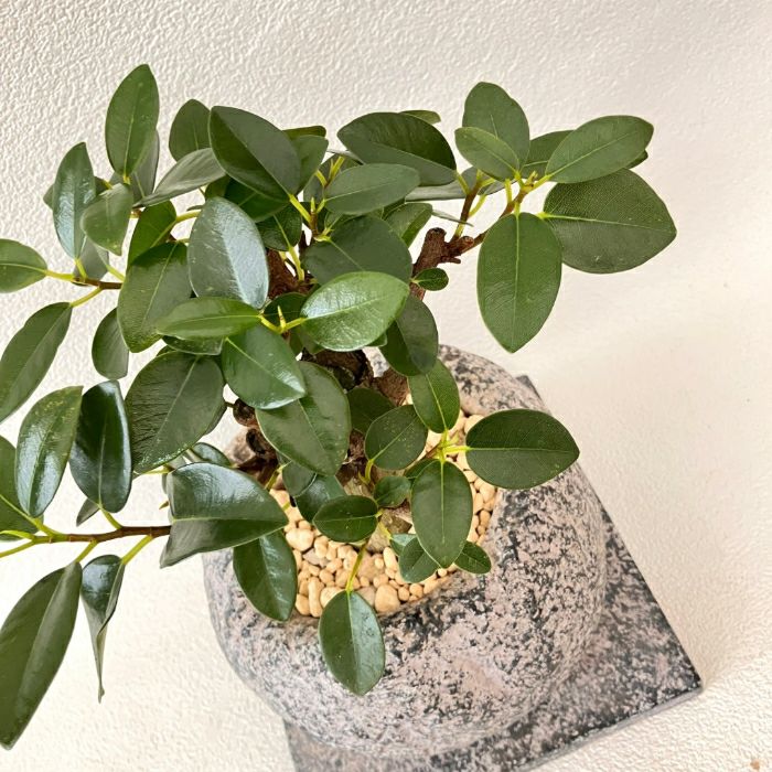 観葉植物現品販売